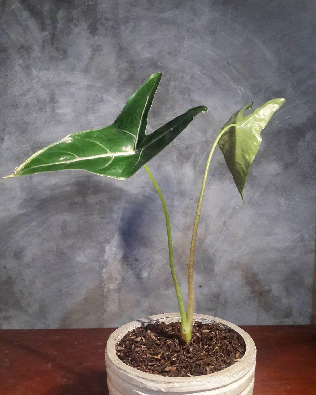 Alocasia longiloba