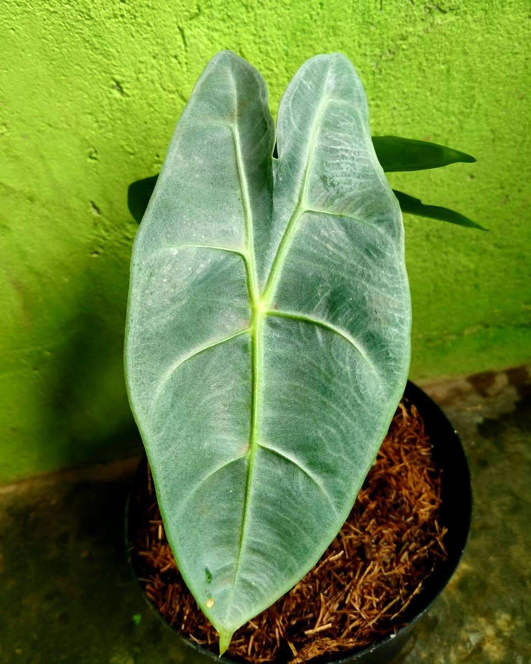 Alocasia longiloba