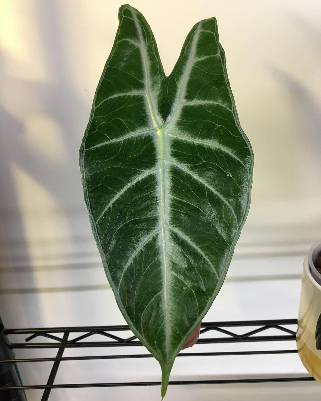 Alocasia longiloba