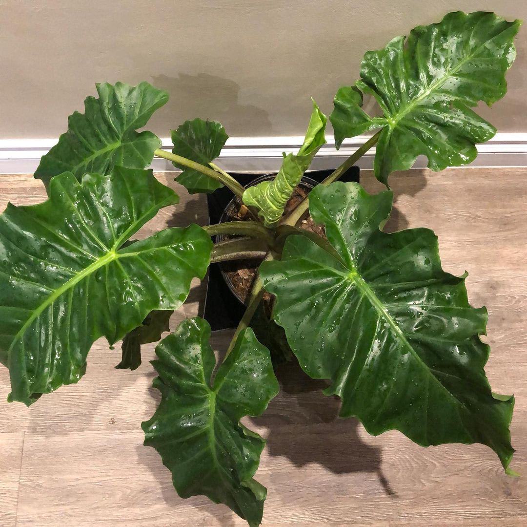 Alocasia 'Low Rider'
