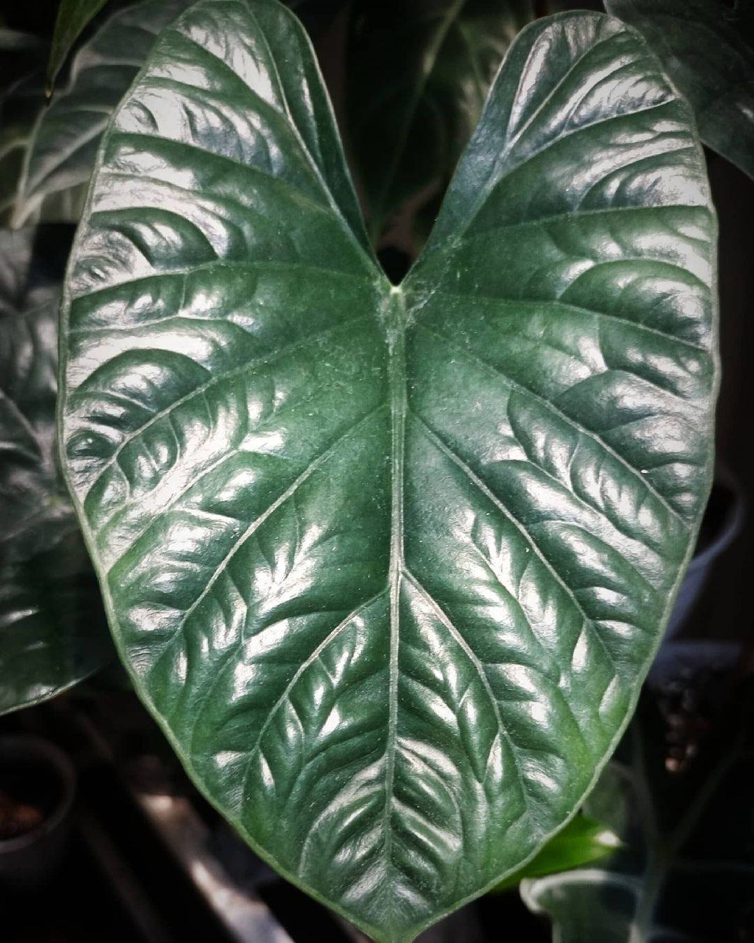 Alocasia × Lukiwan