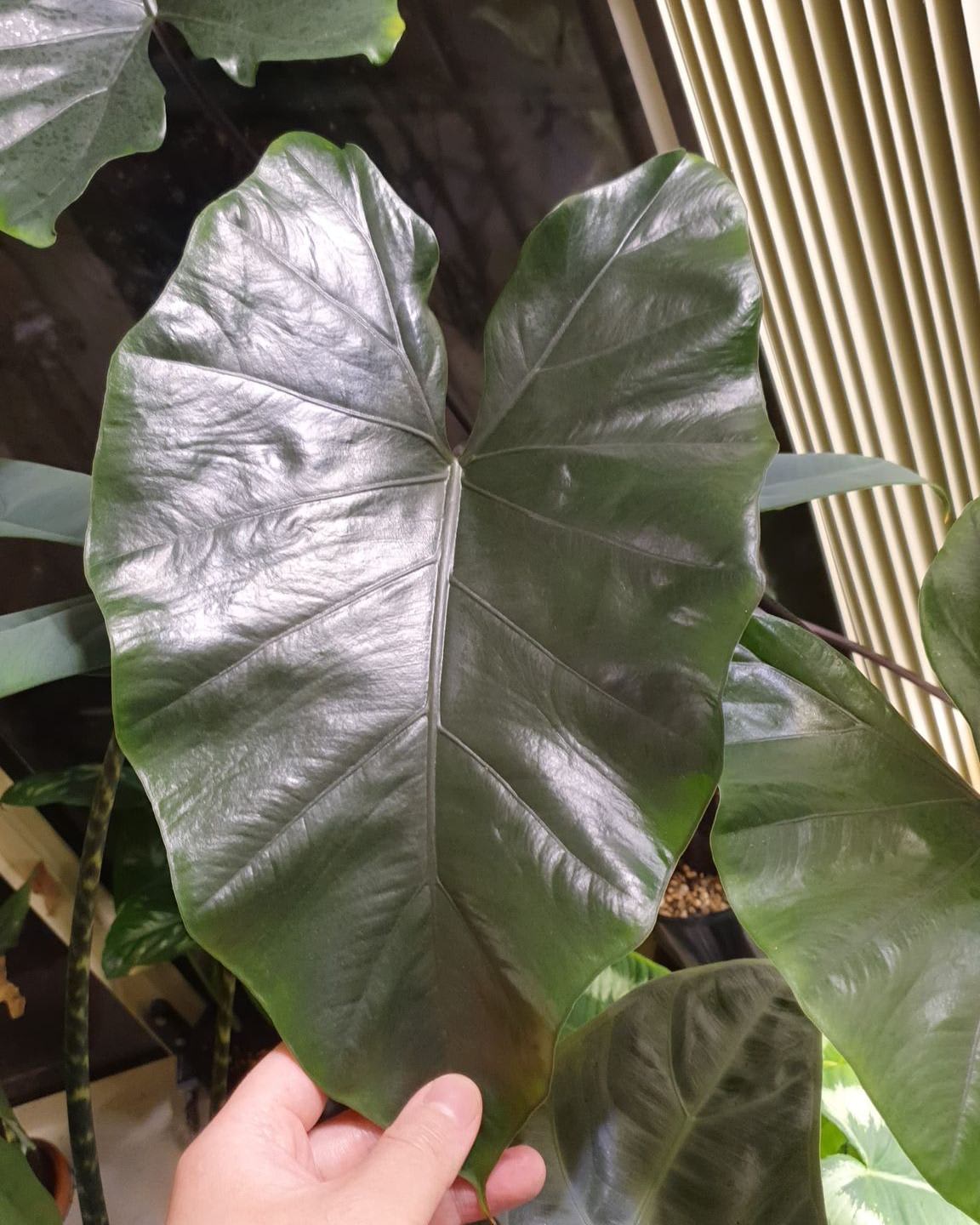 Alocasia macrorrhizos 'Black Mac'