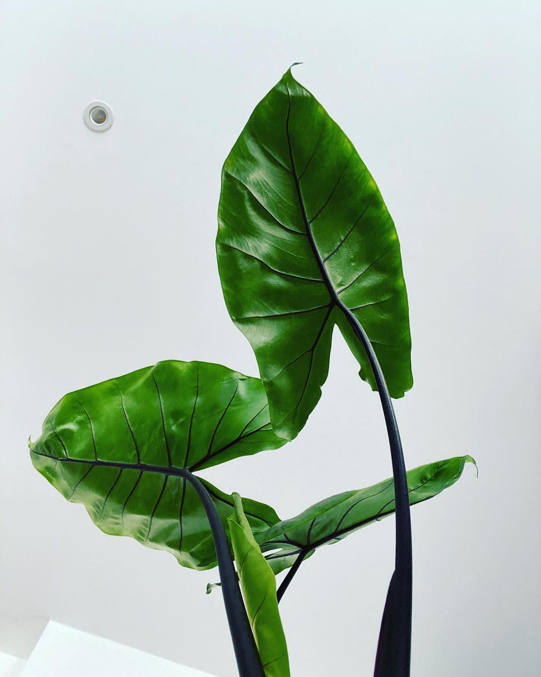 Alocasia macrorrhizos 'Black Stem'