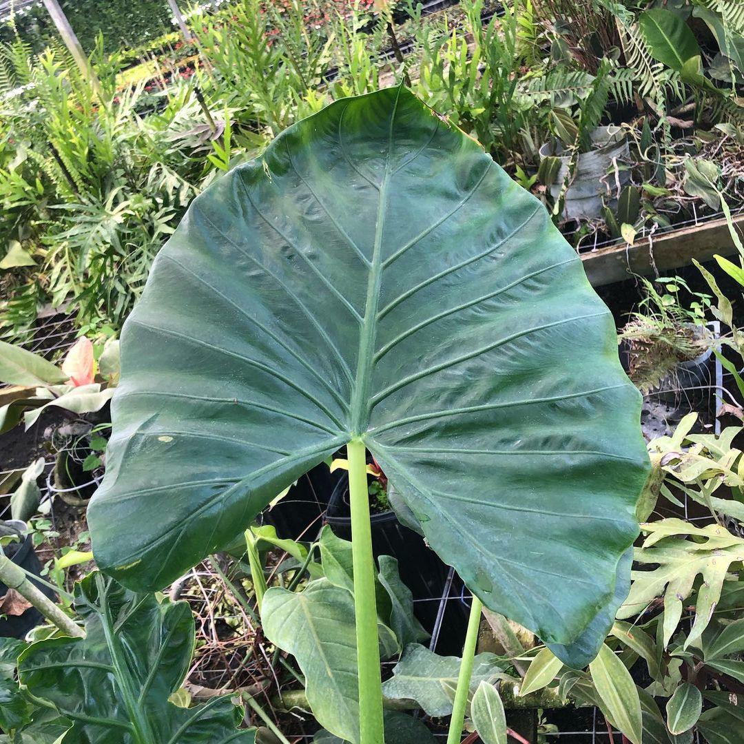 Alocasia macrorrhizos 'Borneo Giant'