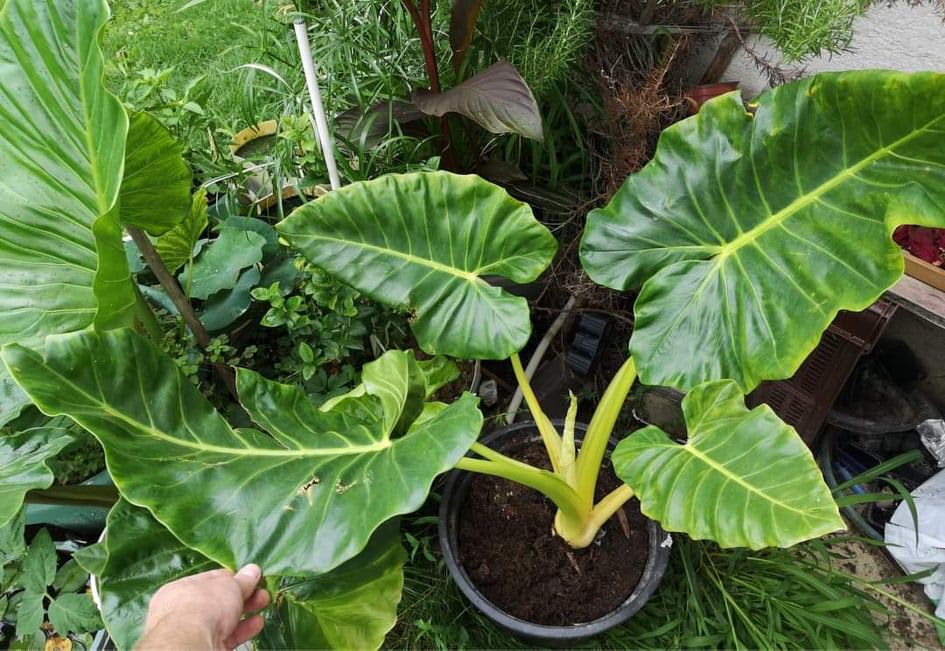 Alocasia macrorrhizos