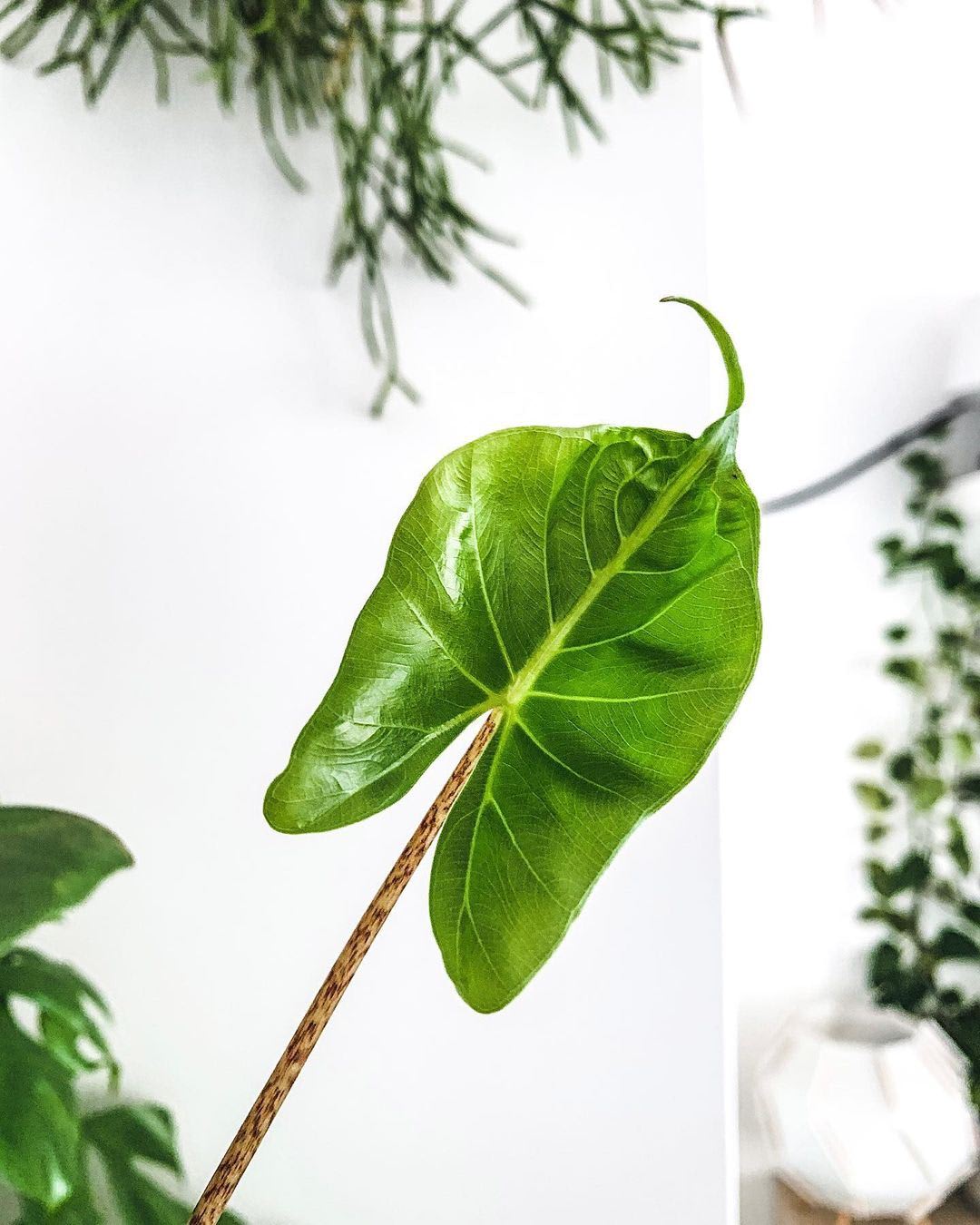 Alocasia macrorrhizos 'Stingray'