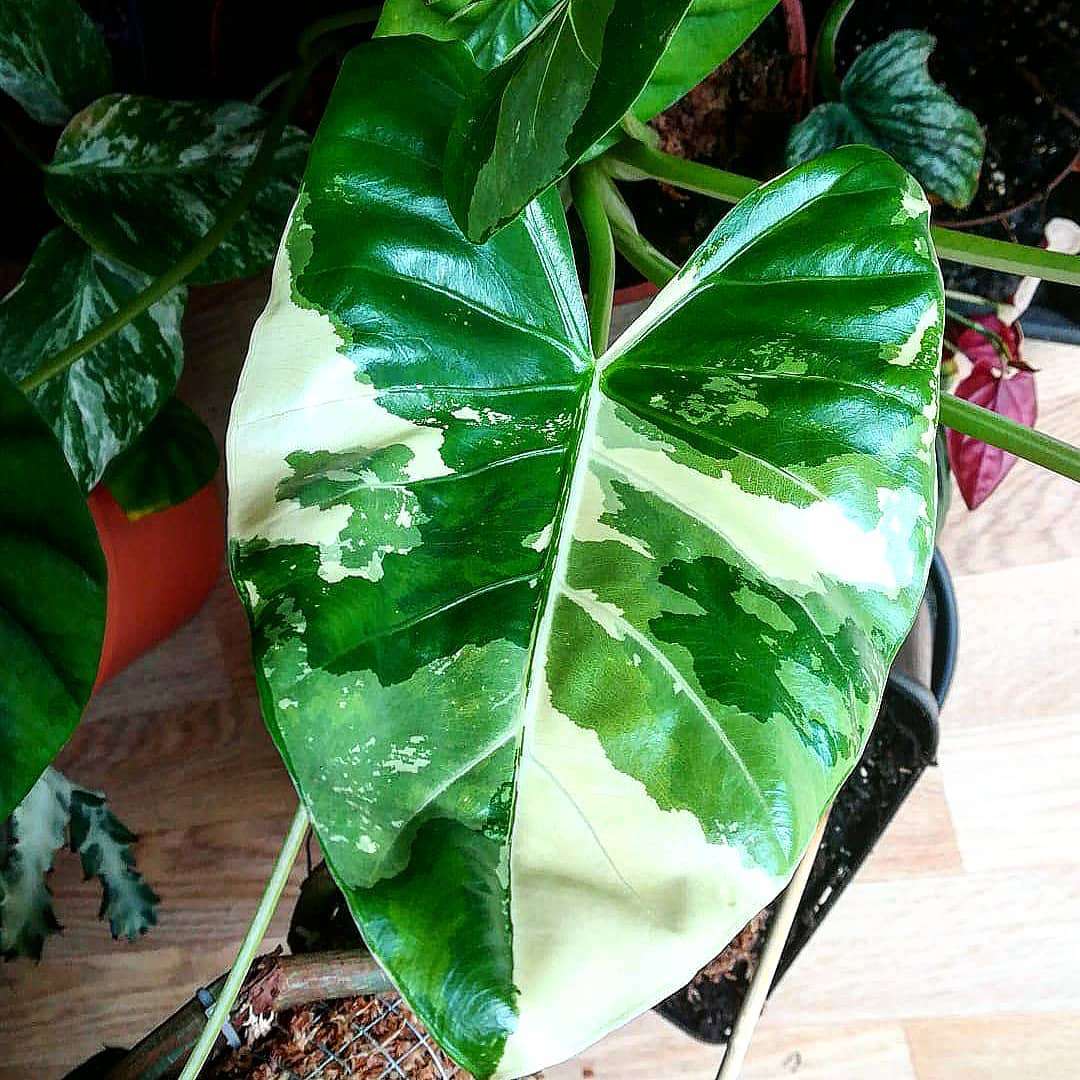 Alocasia macrorrhizos 'Variegata'
