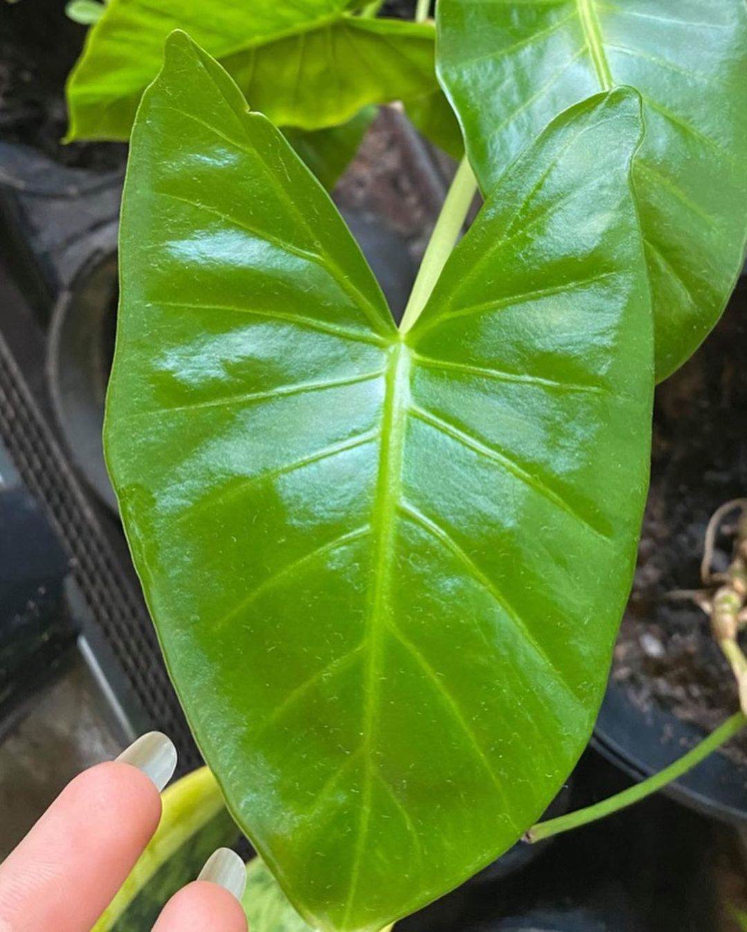 Alocasia macrorrhizos