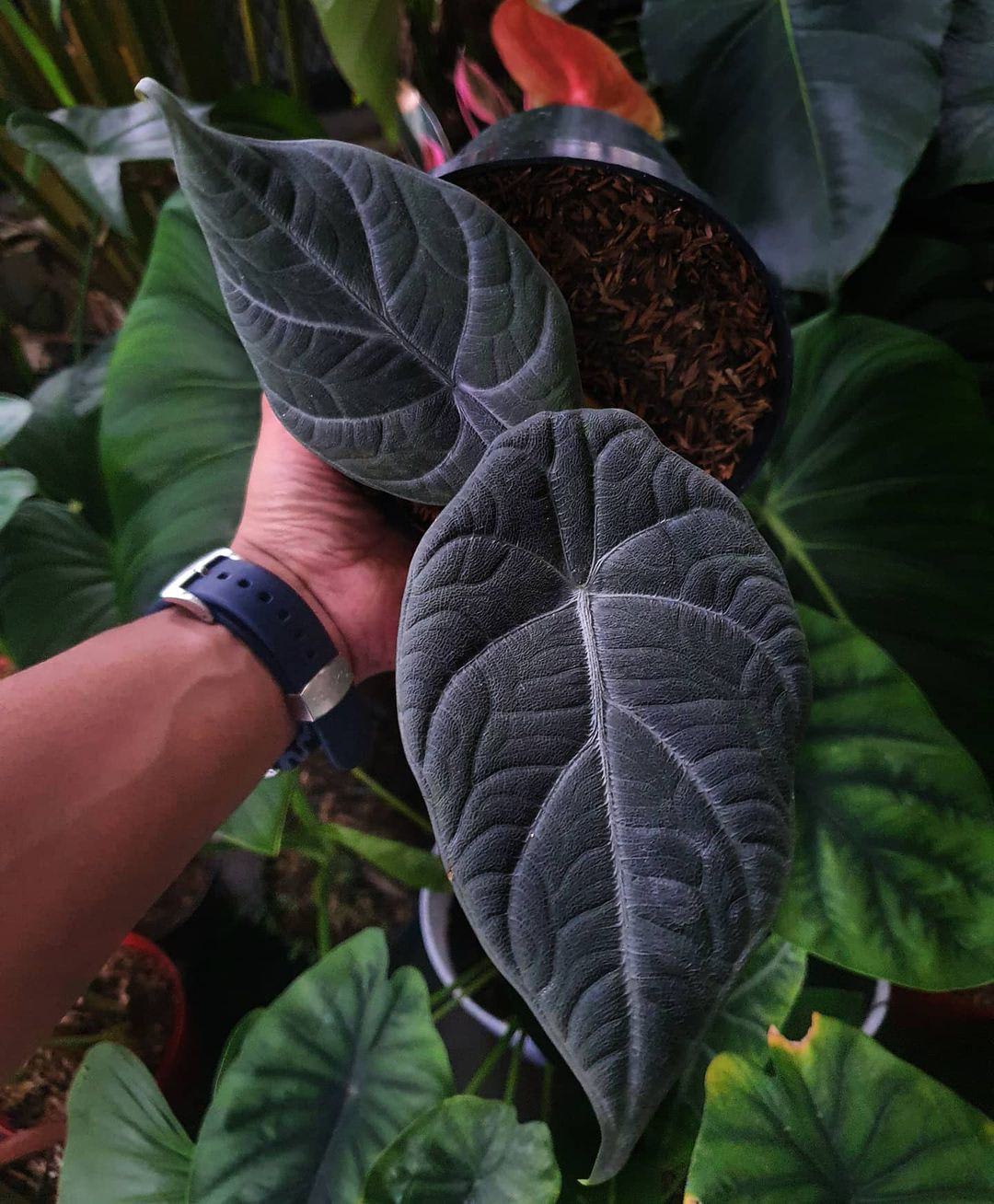Alocasia × Maharani