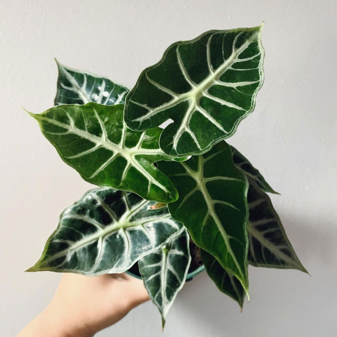Alocasia 'Mandalay'