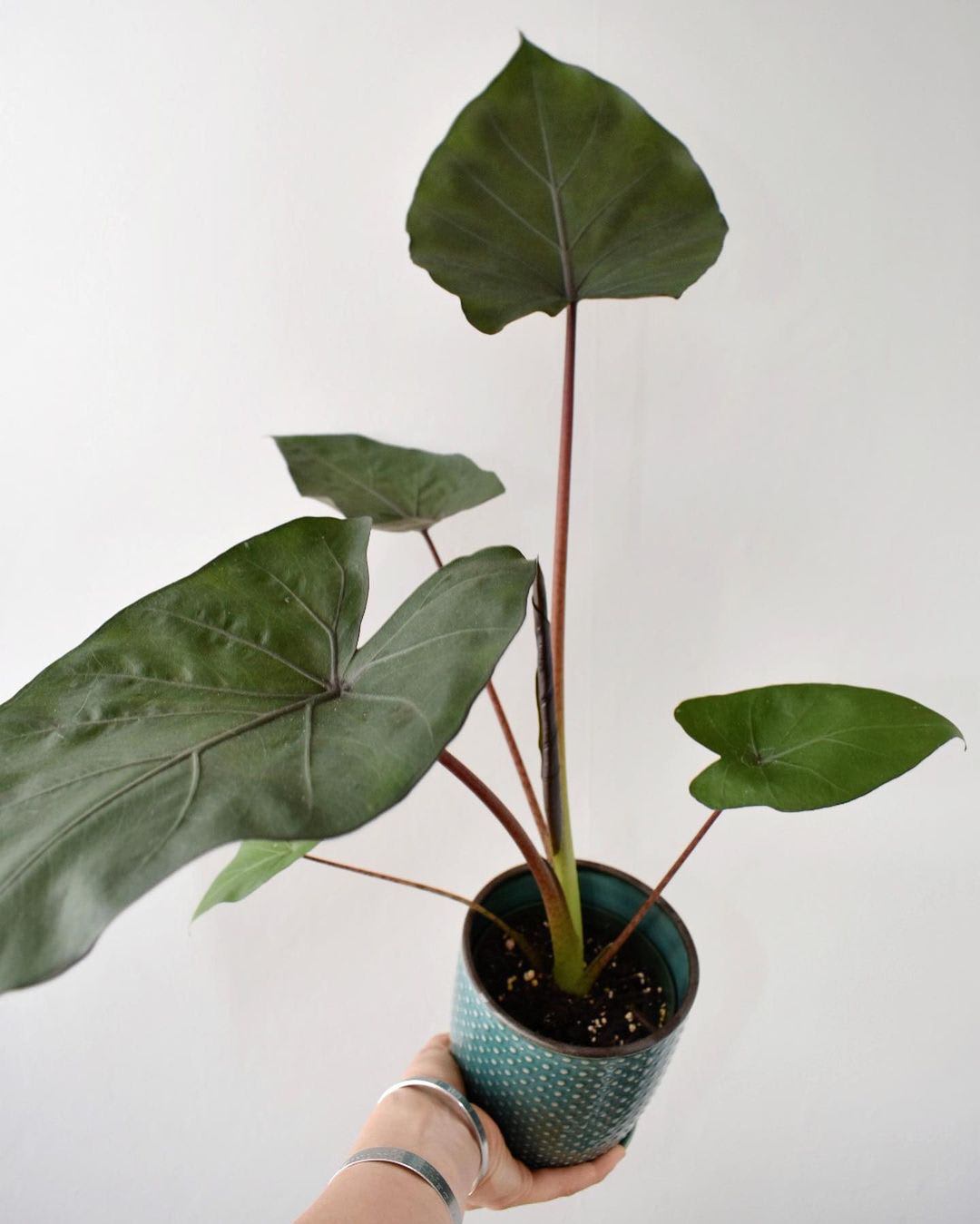 Alocasia × Metalhead