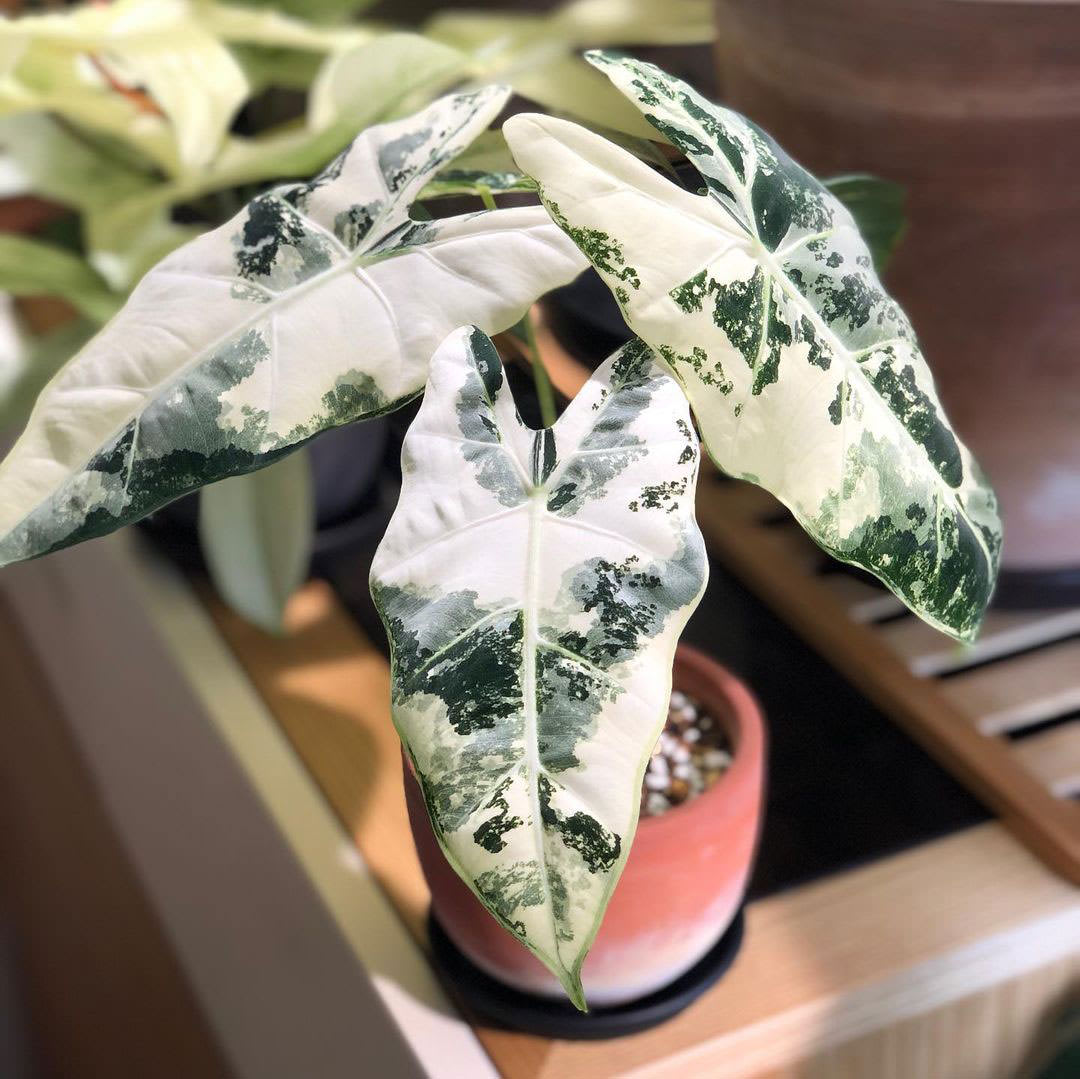 Alocasia micholitziana 'Frydek'