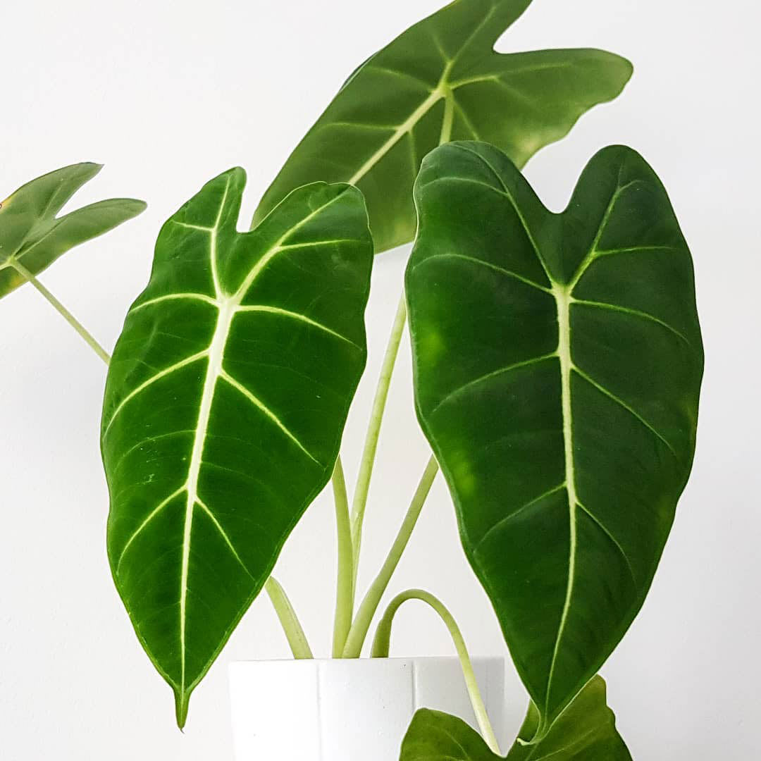 Alocasia micholitziana 'Maxkowskii'