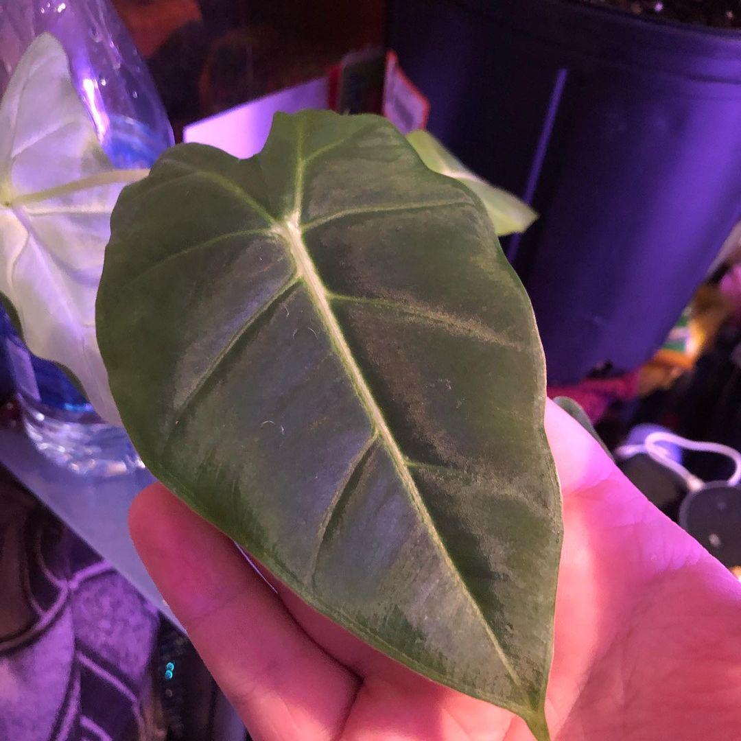 Alocasia micholitziana 'Velvet Elvis'