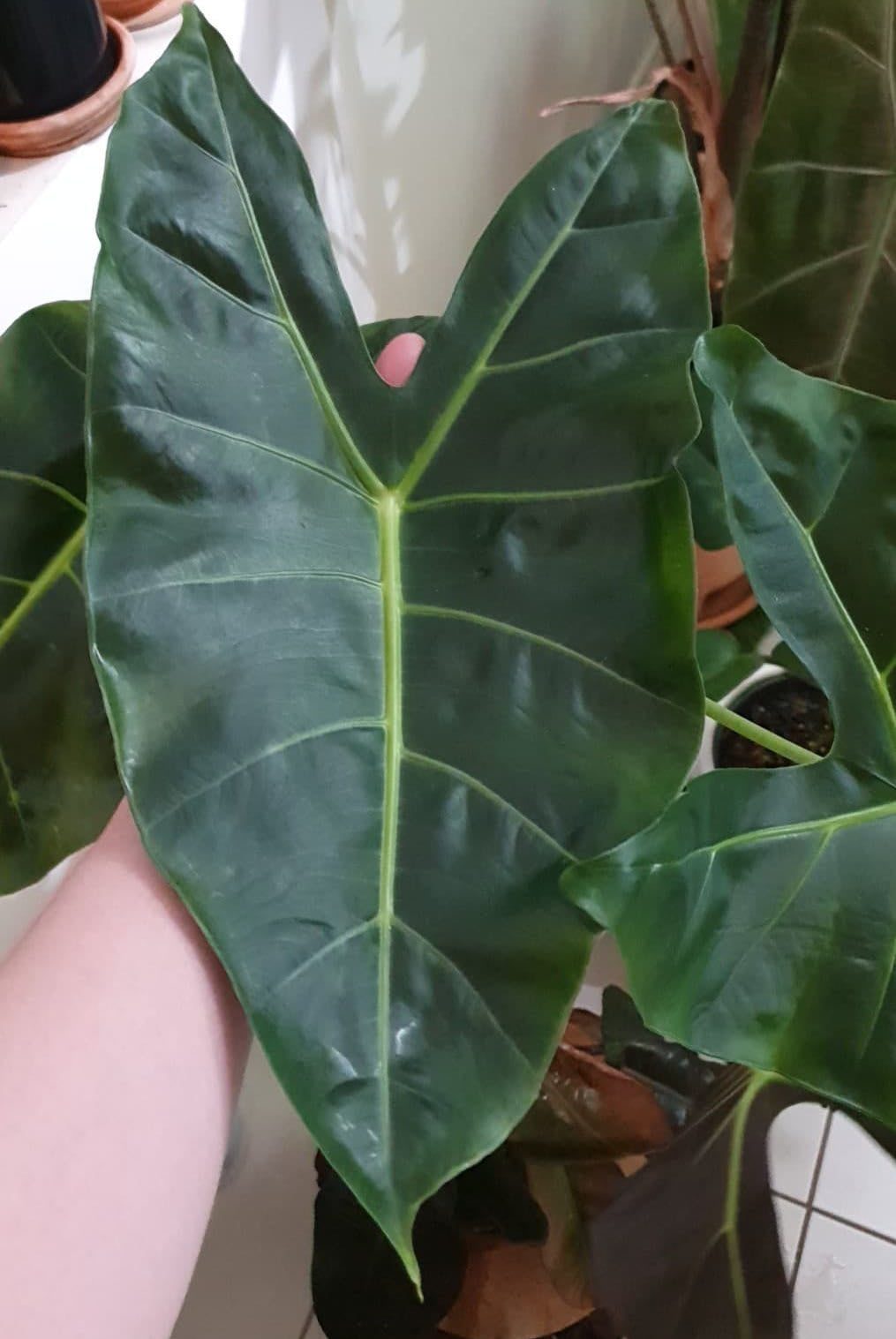 Alocasia × Moresby