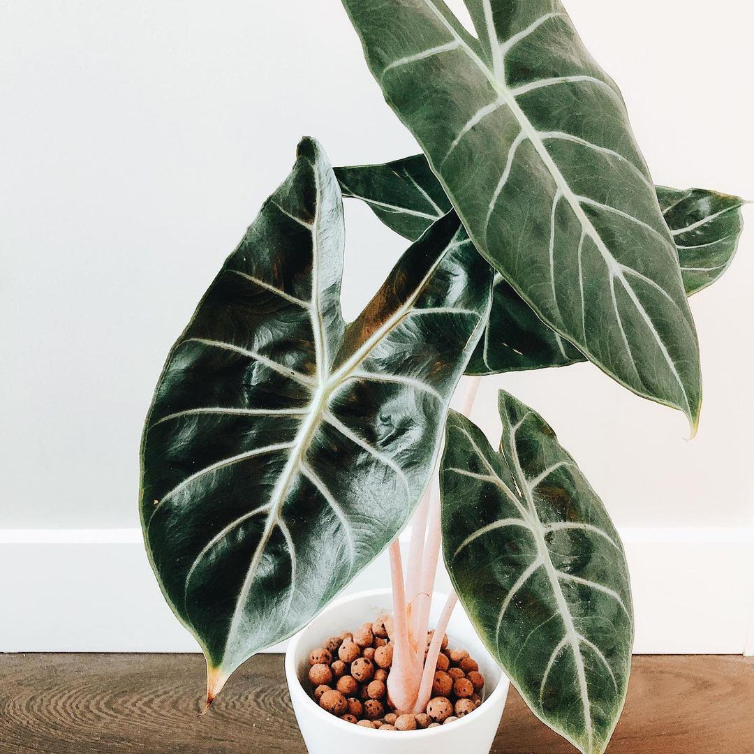 Alocasia × Morroco