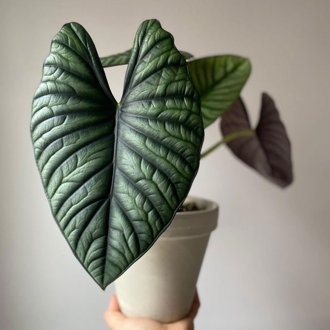 Alocasia nebula