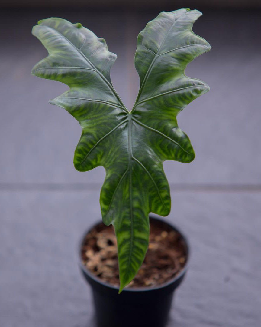 Alocasia nycteris