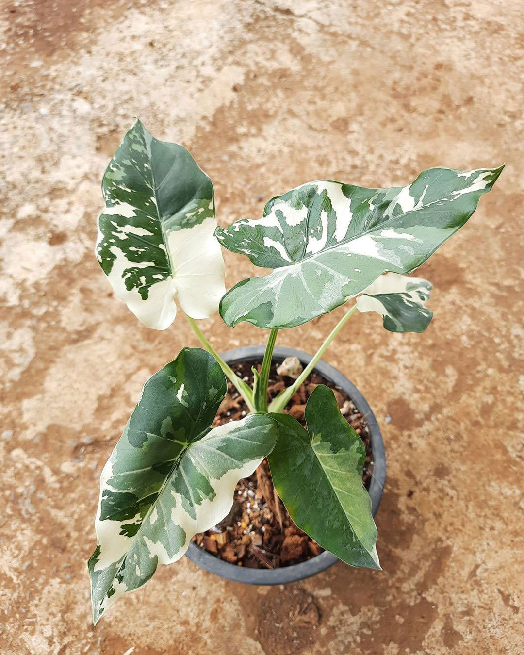 Alocasia odora 'Okinawa Silver'