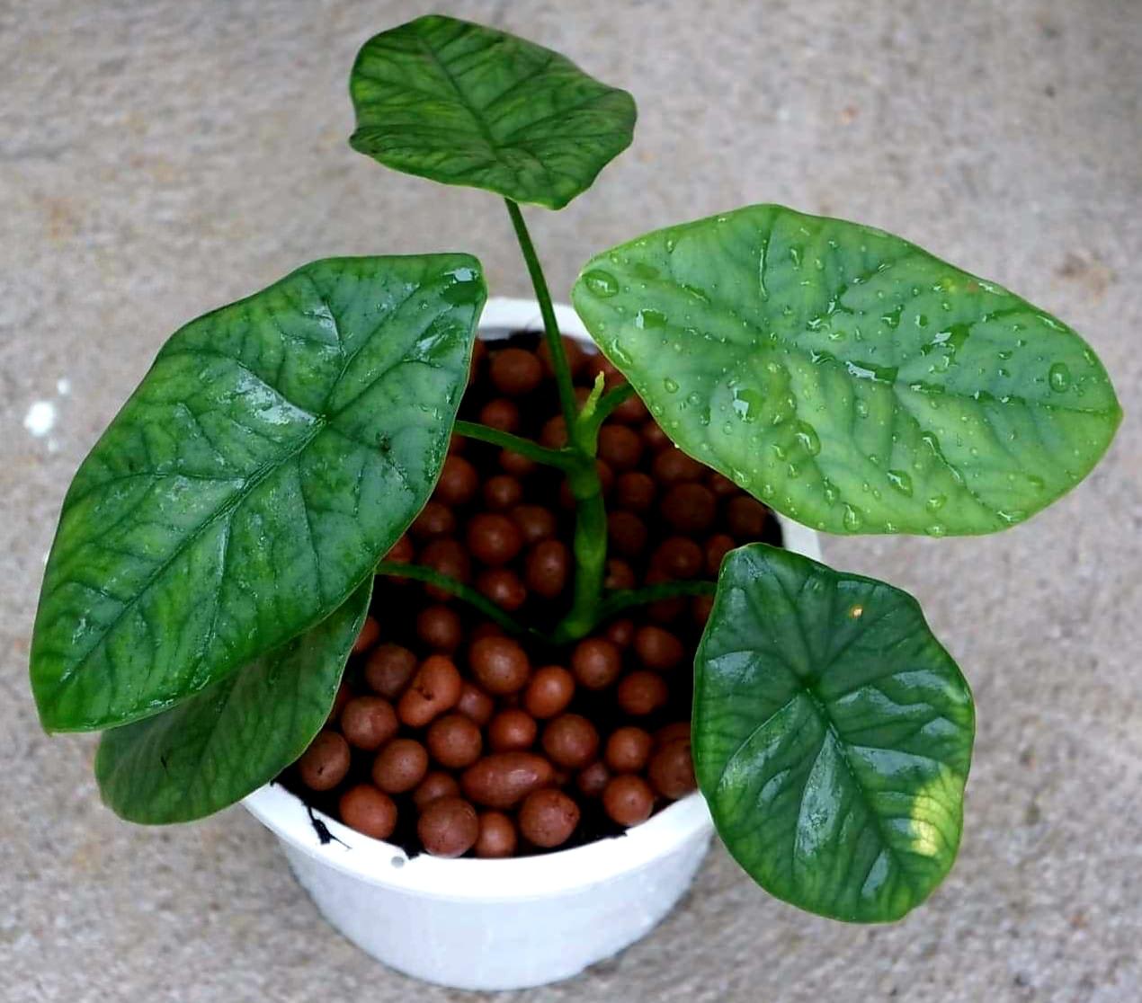 Alocasia perakensis