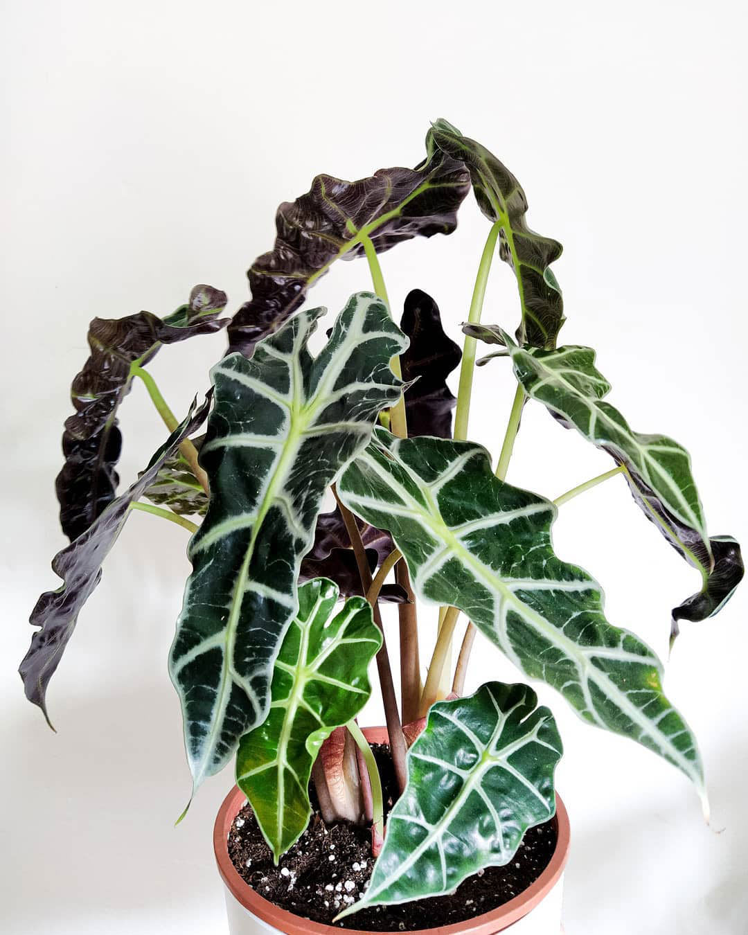 Alocasia 'Poly'