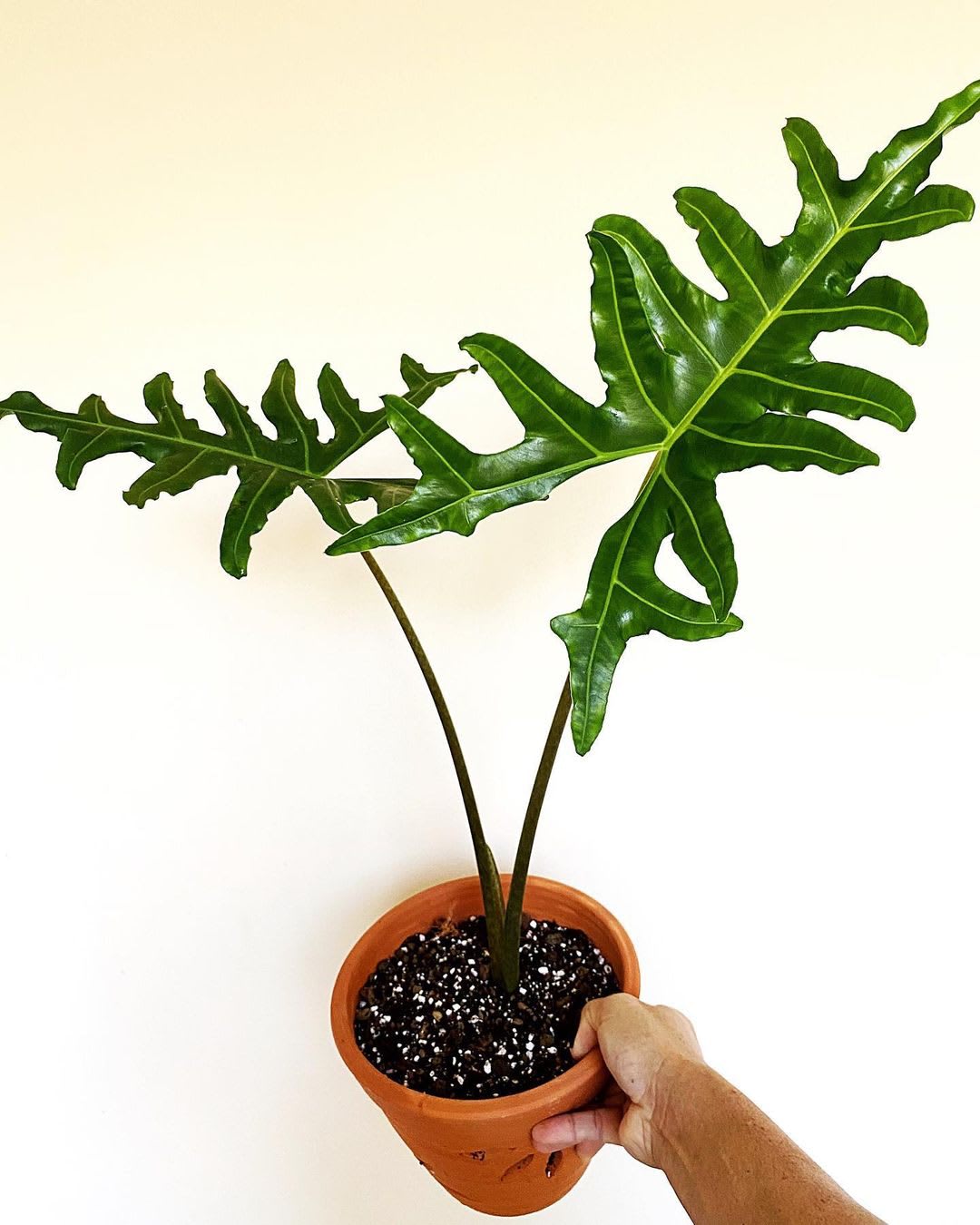 Alocasia portei