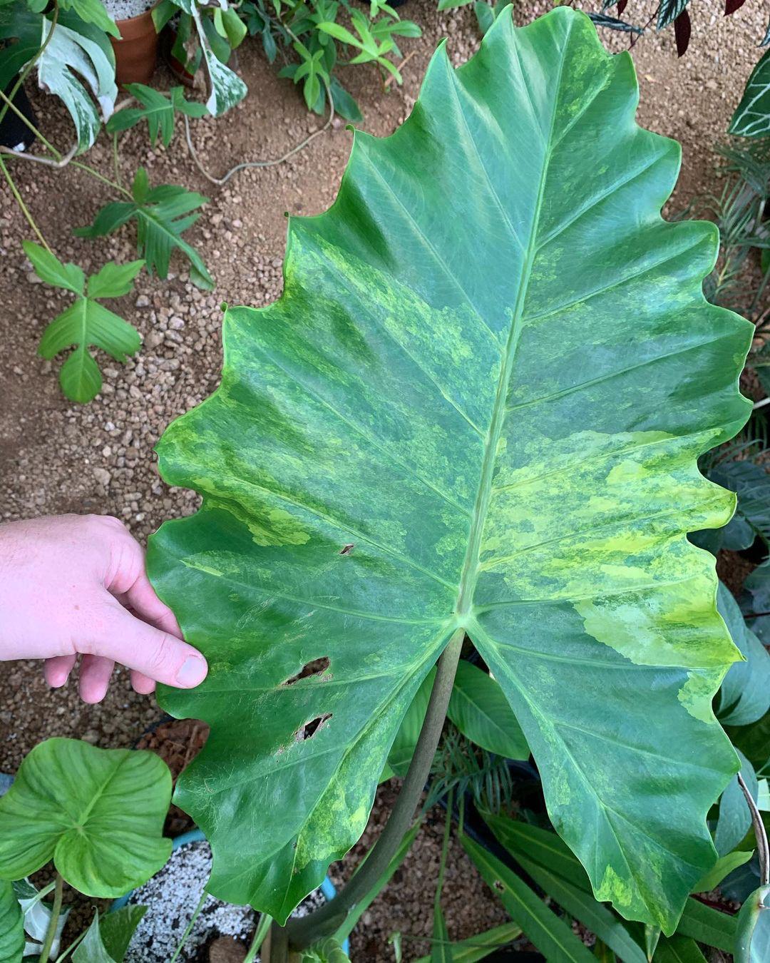 Alocasia × Portora 'Aurea-Variegata'