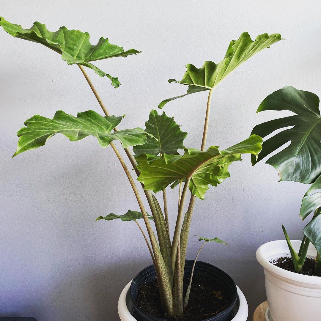Alocasia × Portora