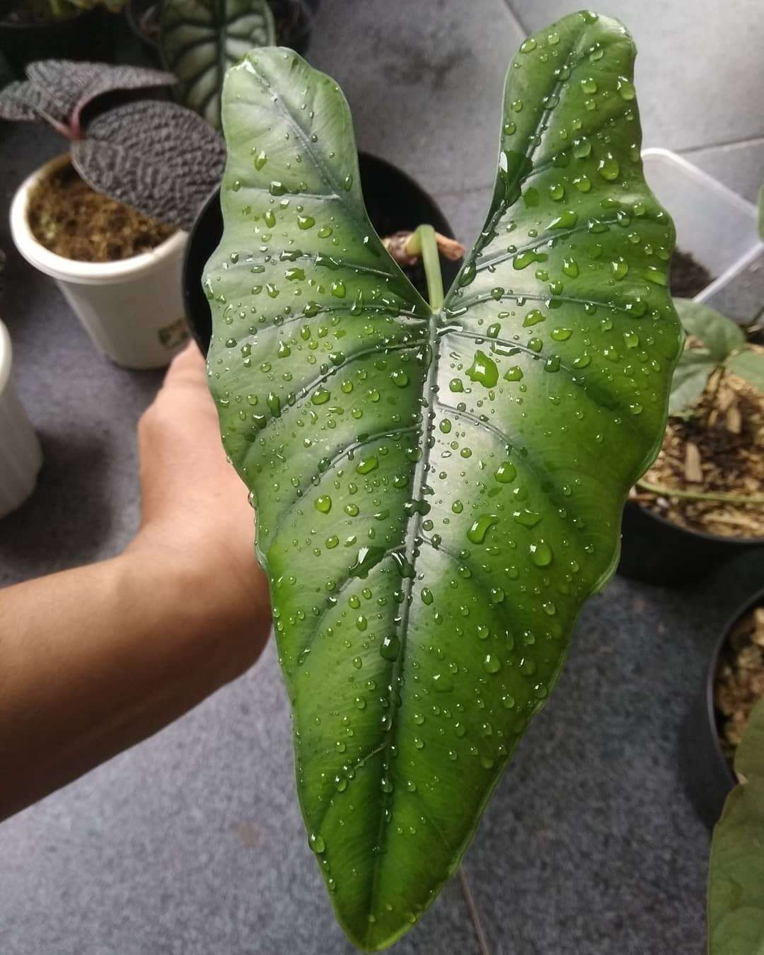 Alocasia princeps