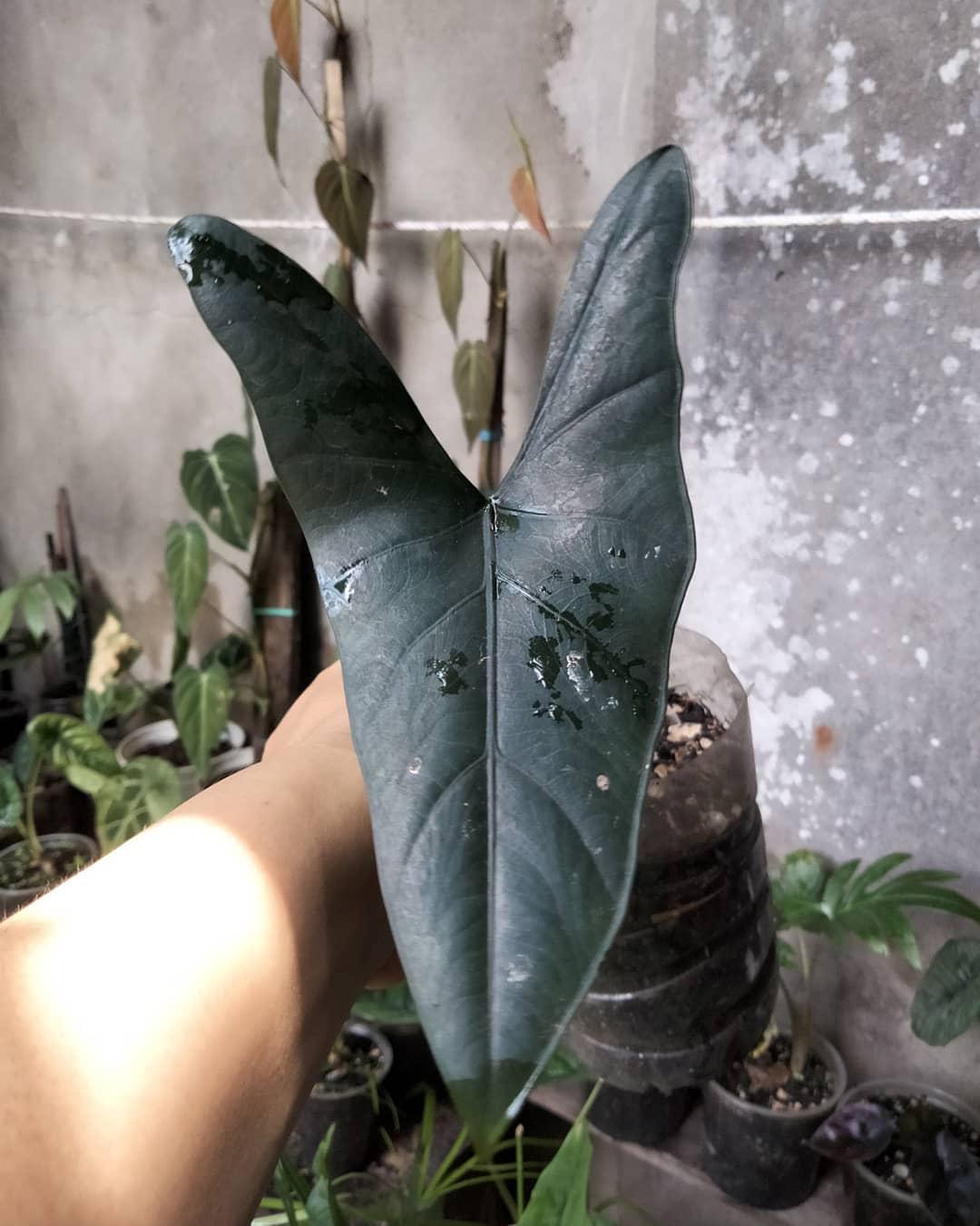 Alocasia principiculus