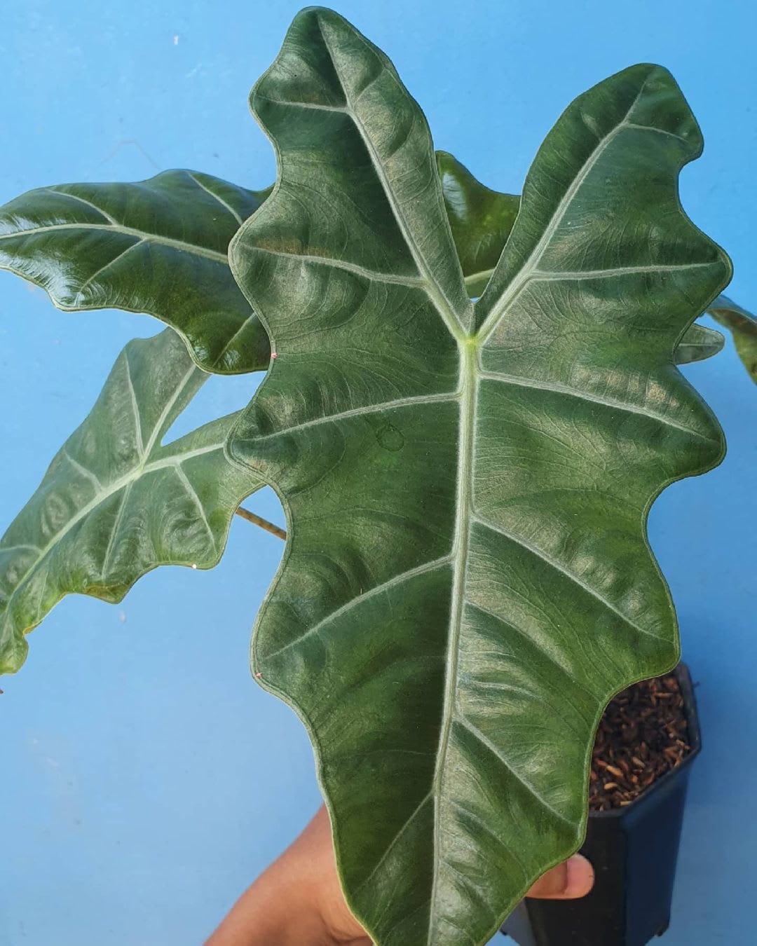 Alocasia Pseudosanderiana