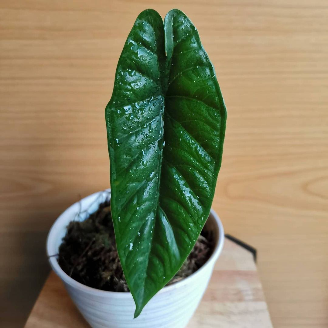 Alocasia puncakborneoensis