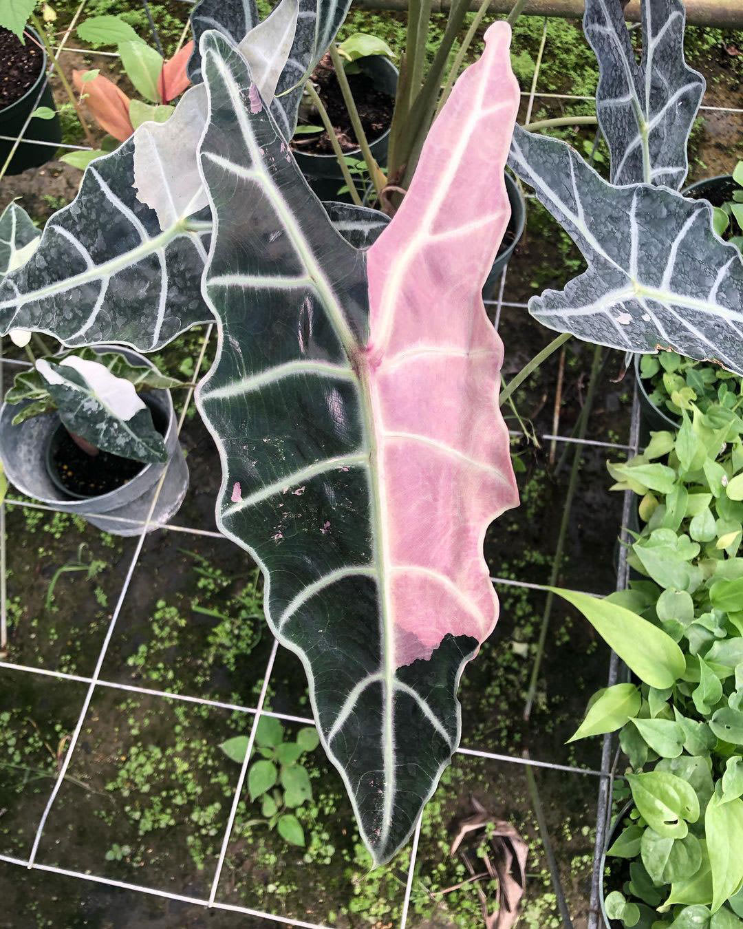 Alocasia × Purpley