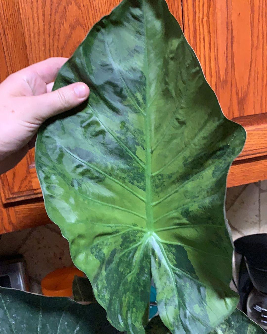 Alocasia × Regal Shields 'Variegata'