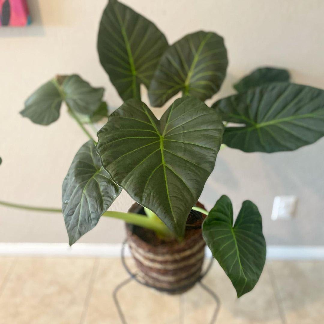 Alocasia × Regal Shields