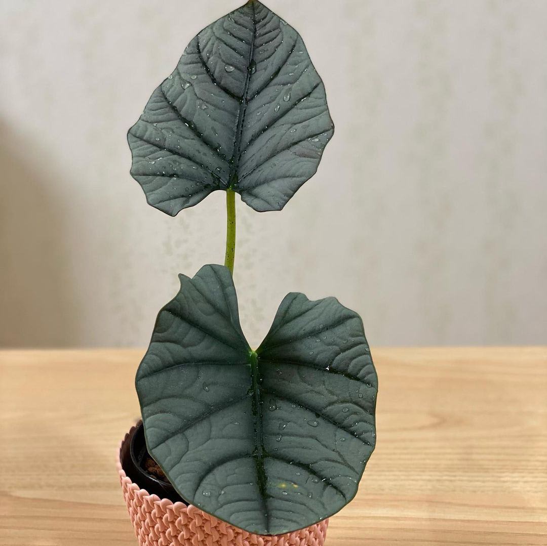 Alocasia reginae 'Elaine'