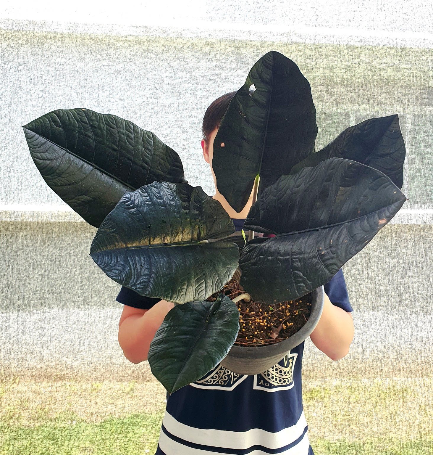 Alocasia reginae