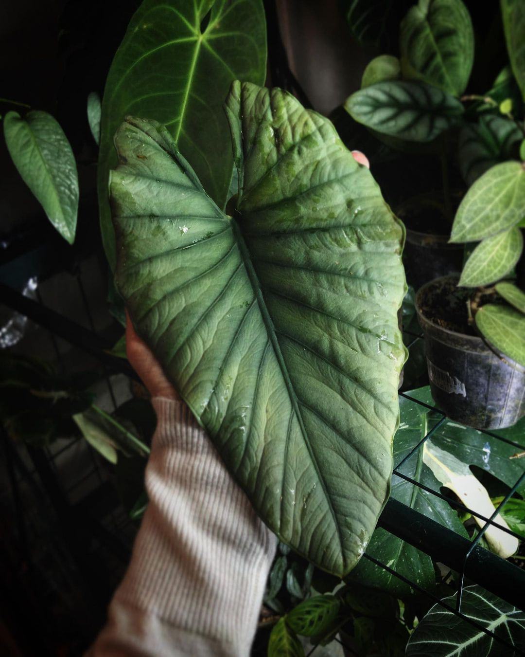 Alocasia reginae