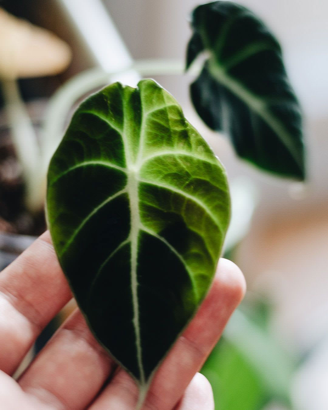 Alocasia reginula