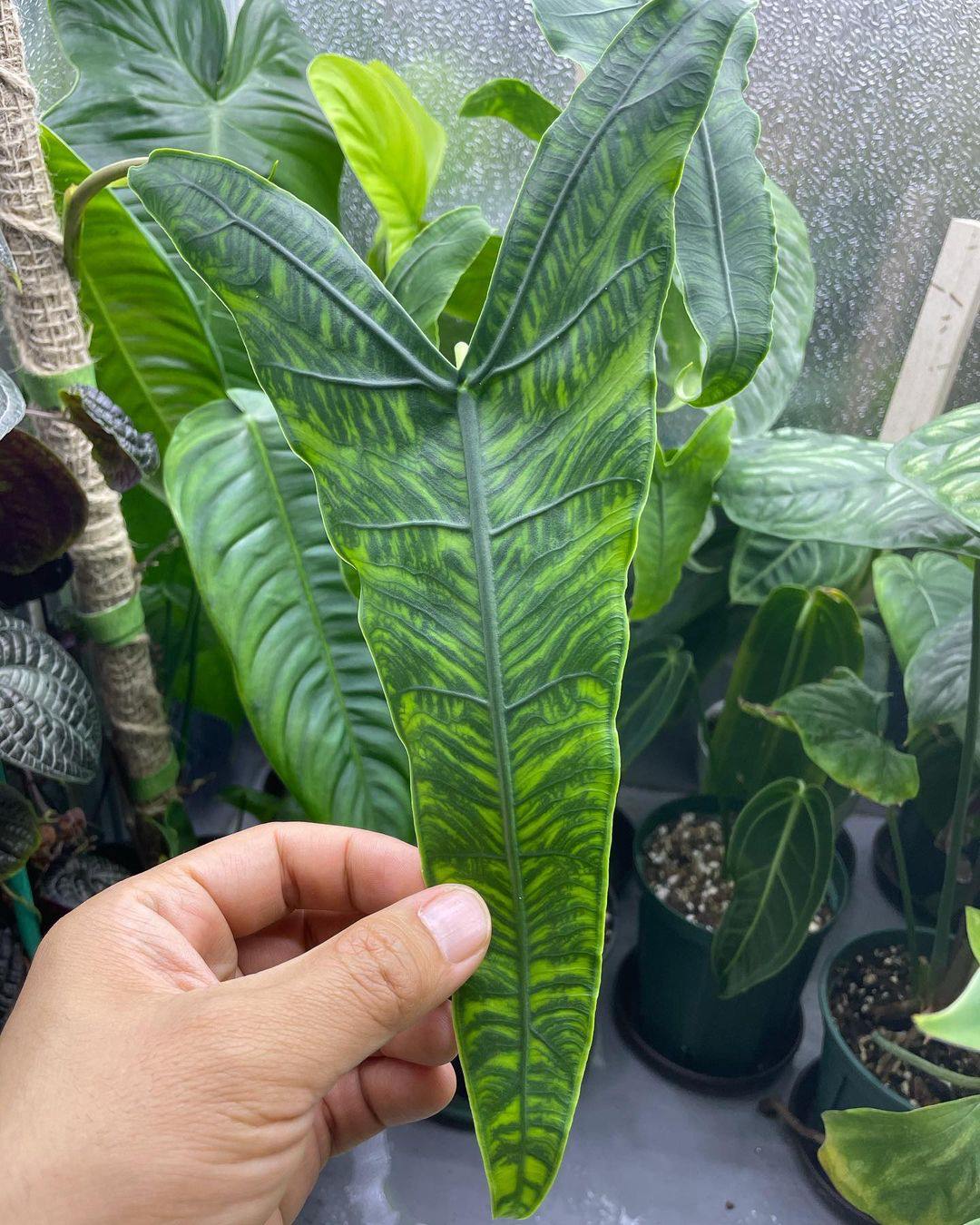 Alocasia Reticulata