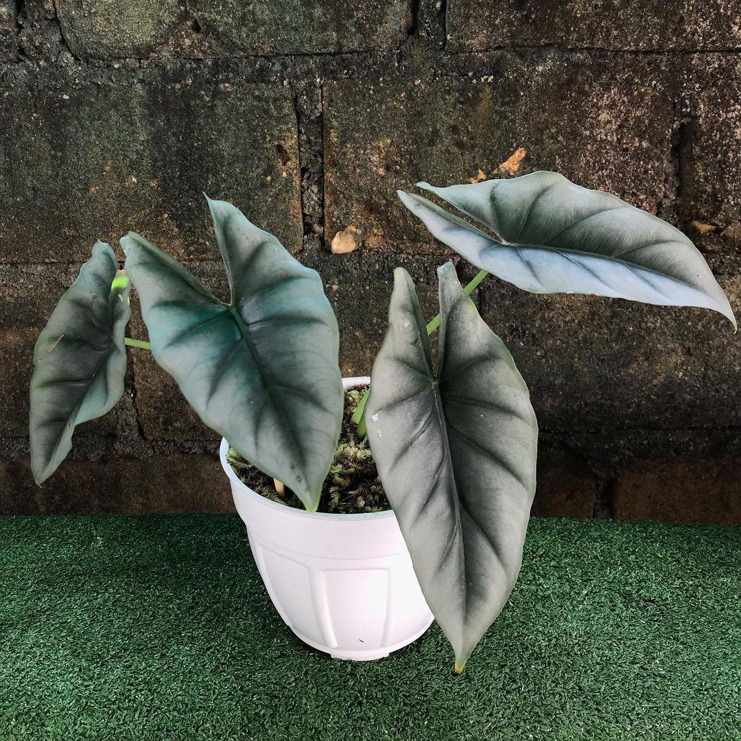 Alocasia reversa