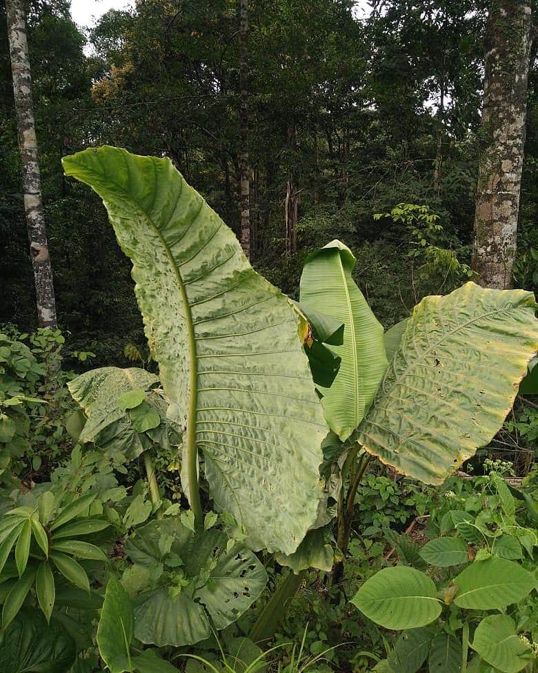 Alocasia robusta