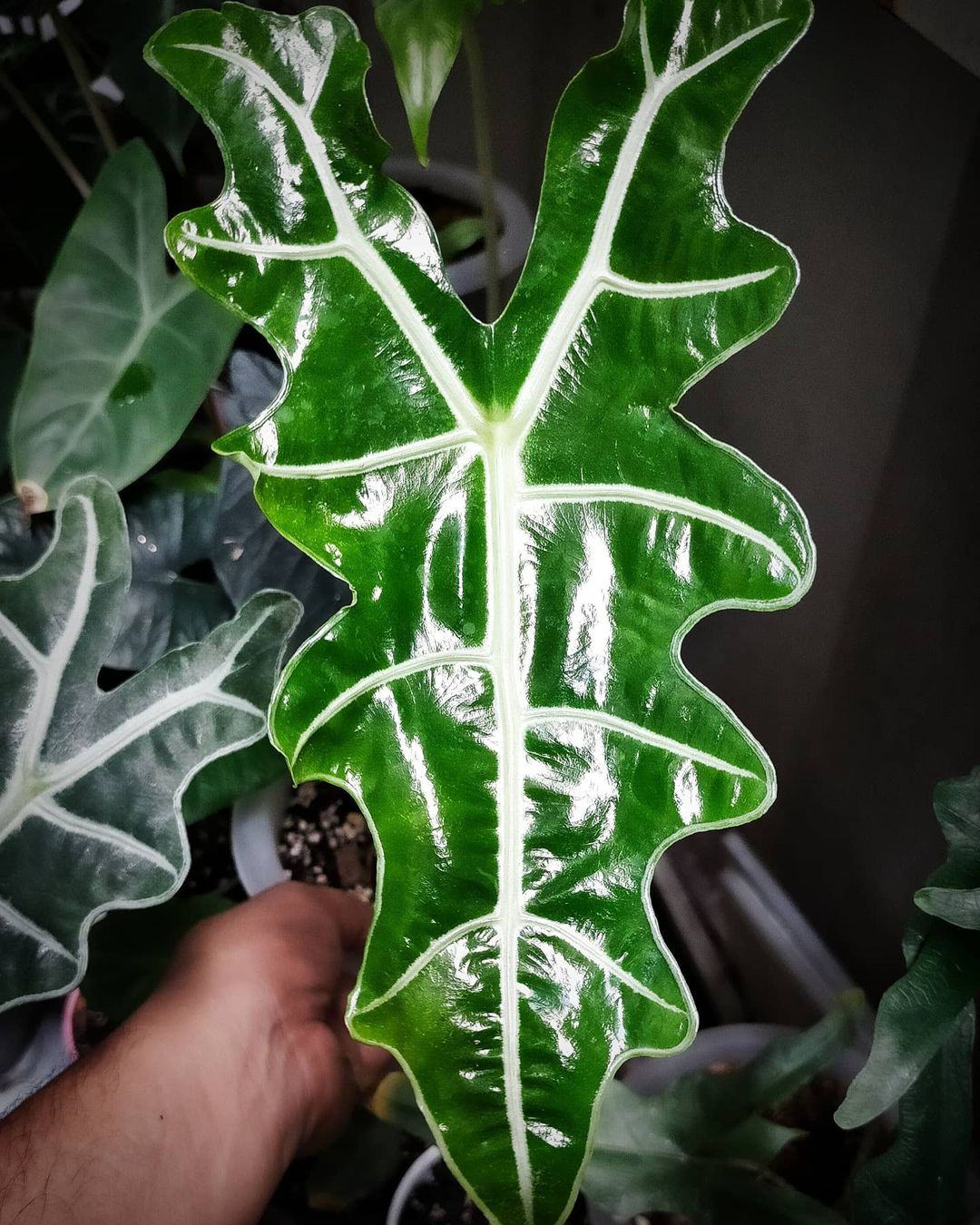 Alocasia sanderiana