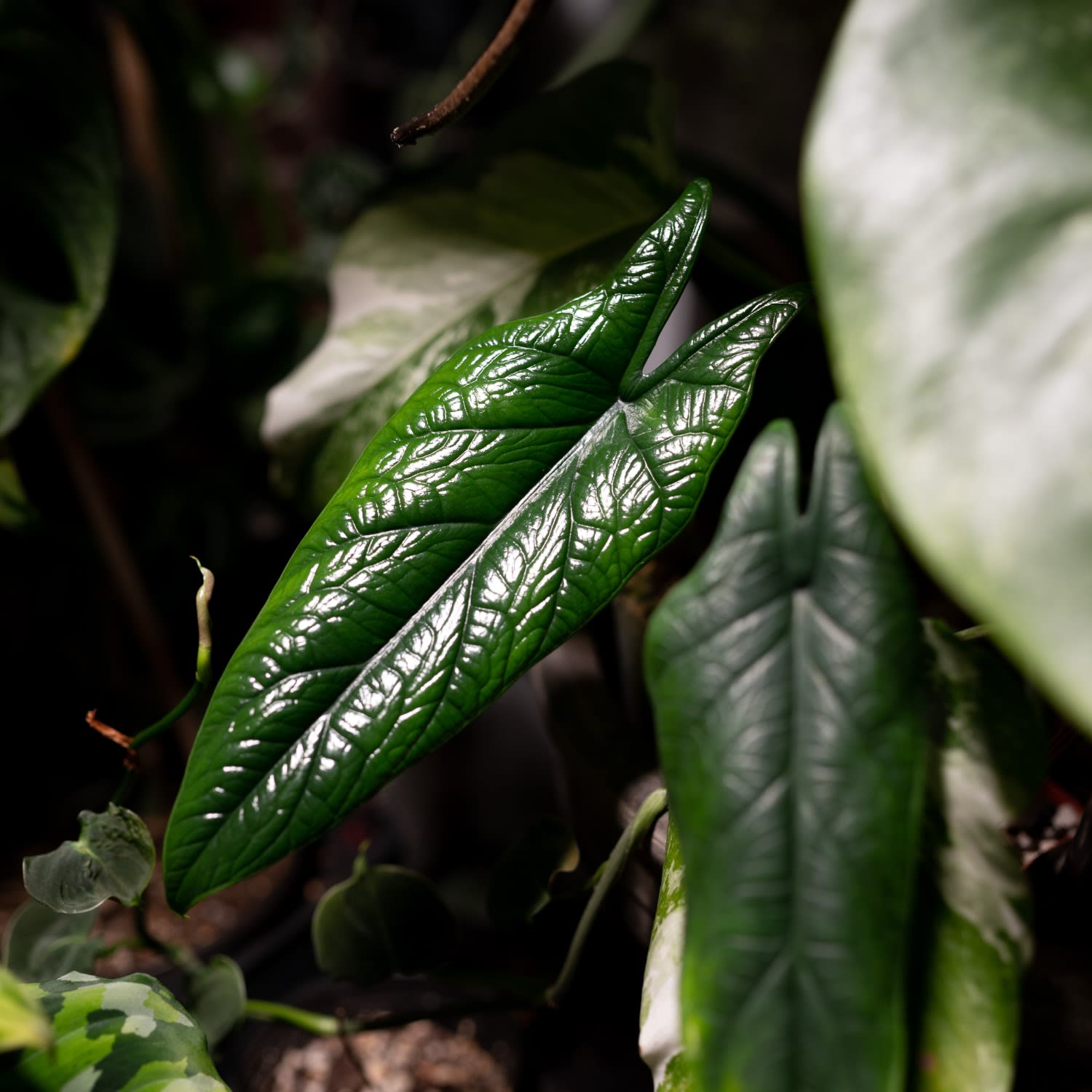 Alocasia scalprum