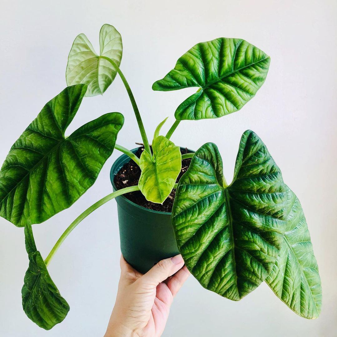 Alocasia sinuata