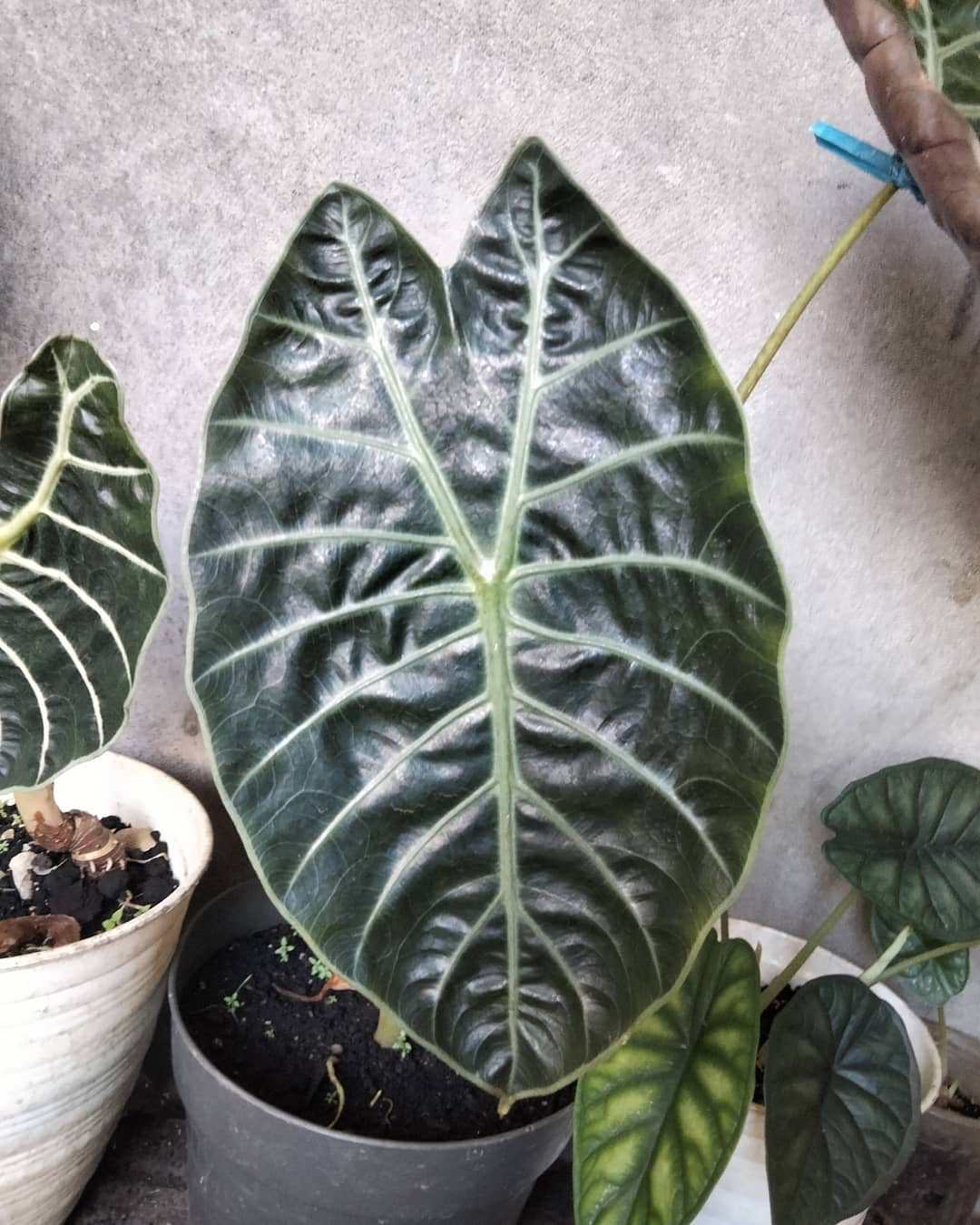 Alocasia suhirmaniana