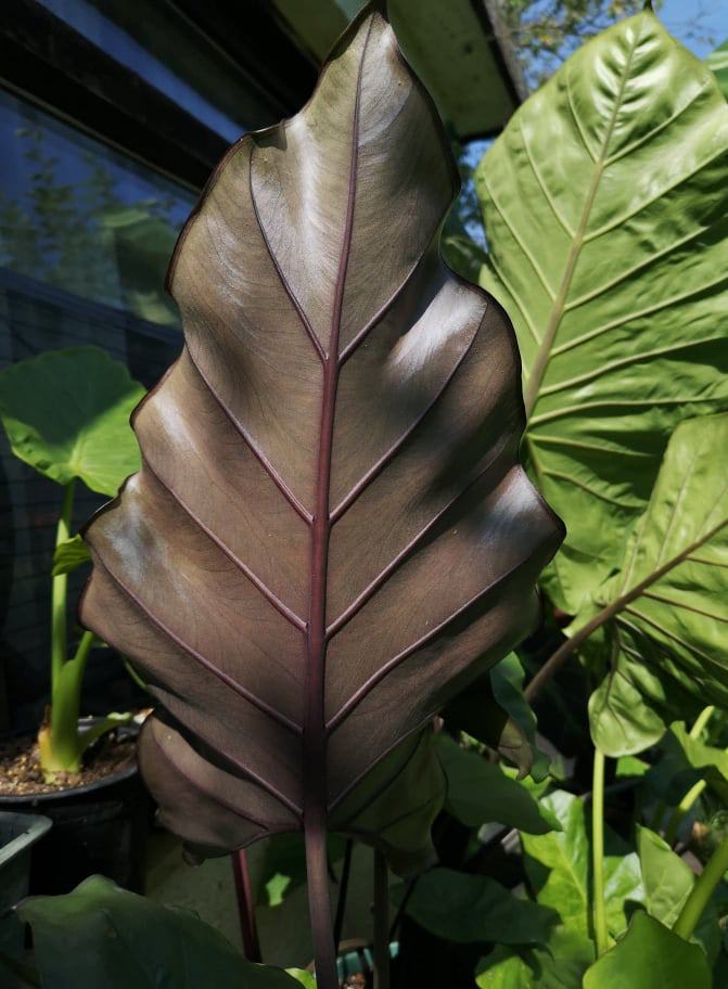 Alocasia × Sumo