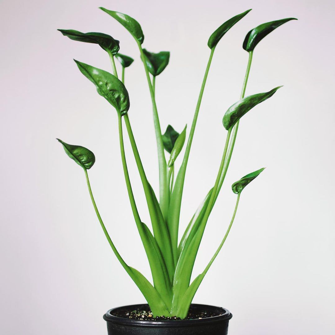 Alocasia × Tiny Dancers