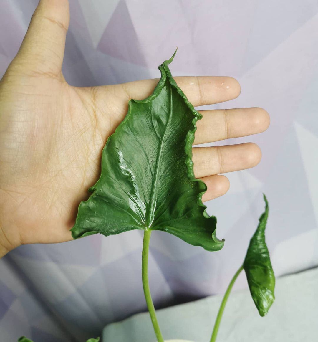 Alocasia 'Triangularis'