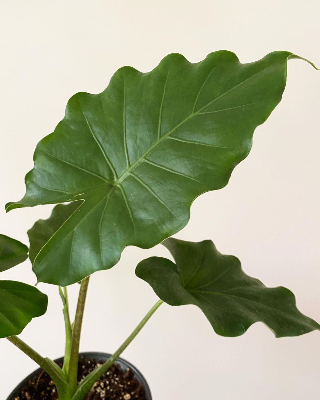 Alocasia × Tyrion